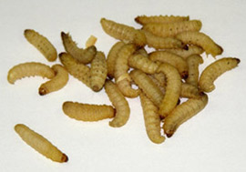 waxworms